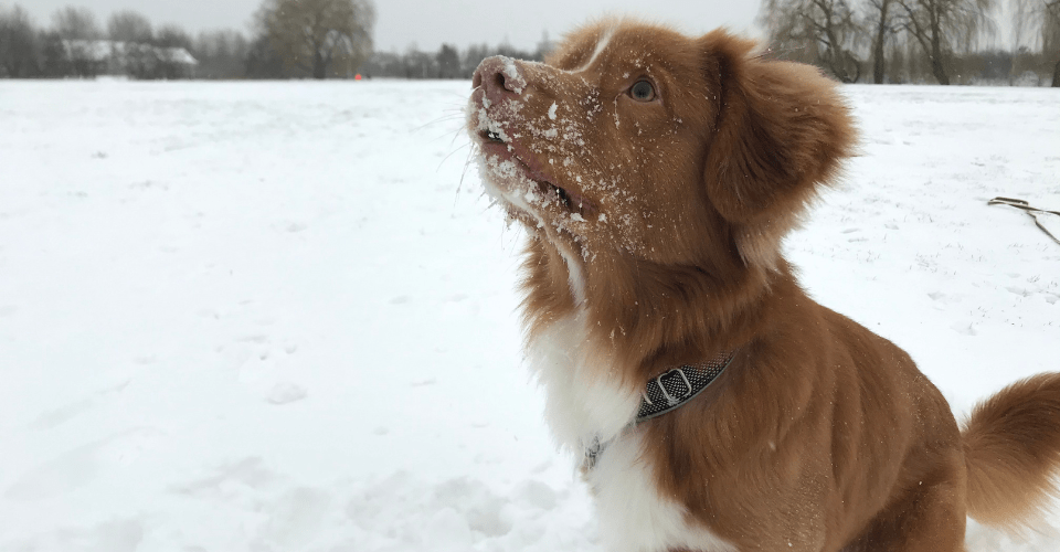 Gezond blijven in de winter